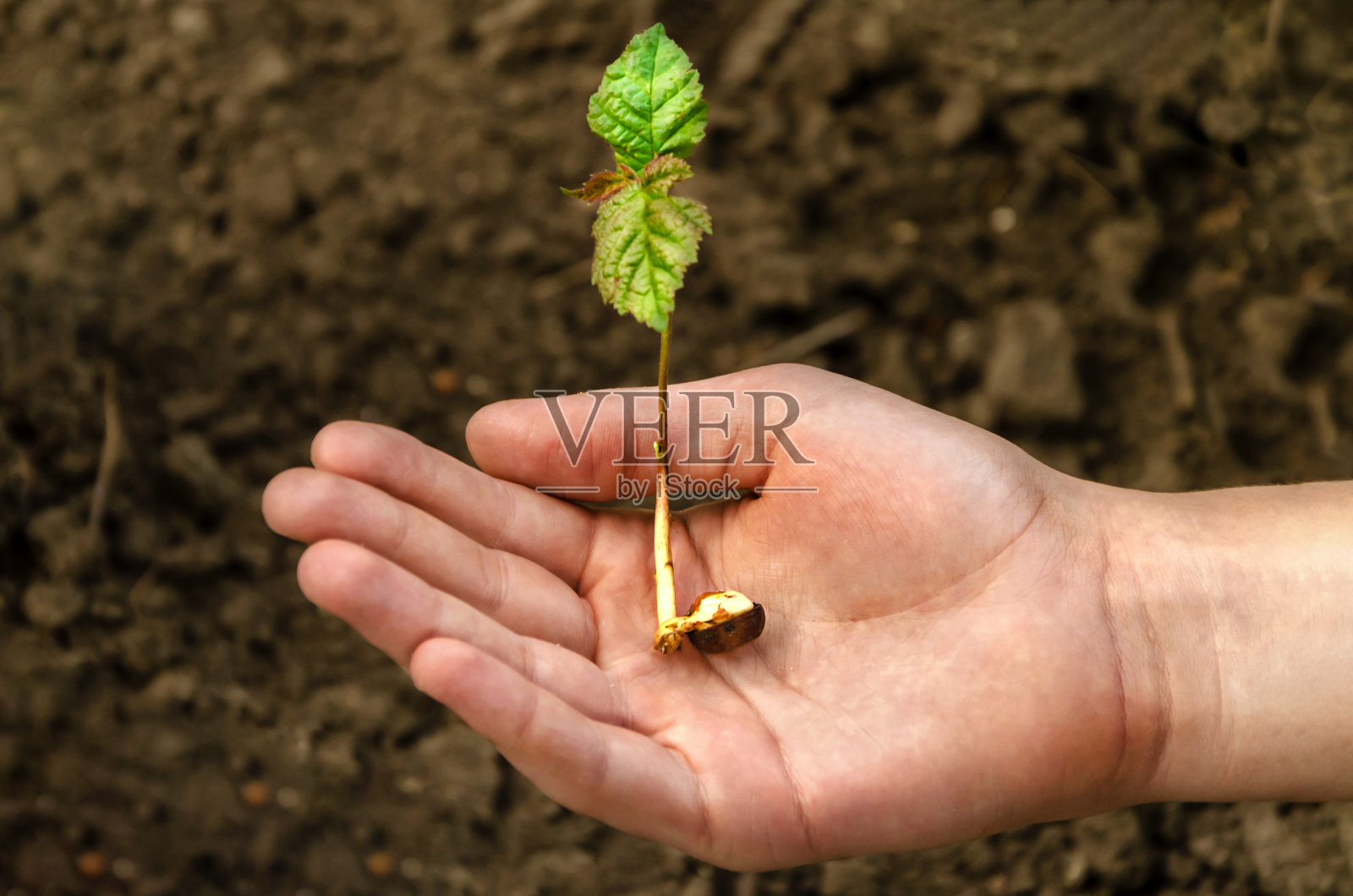 用手握住一株带土的幼苗。照片摄影图片