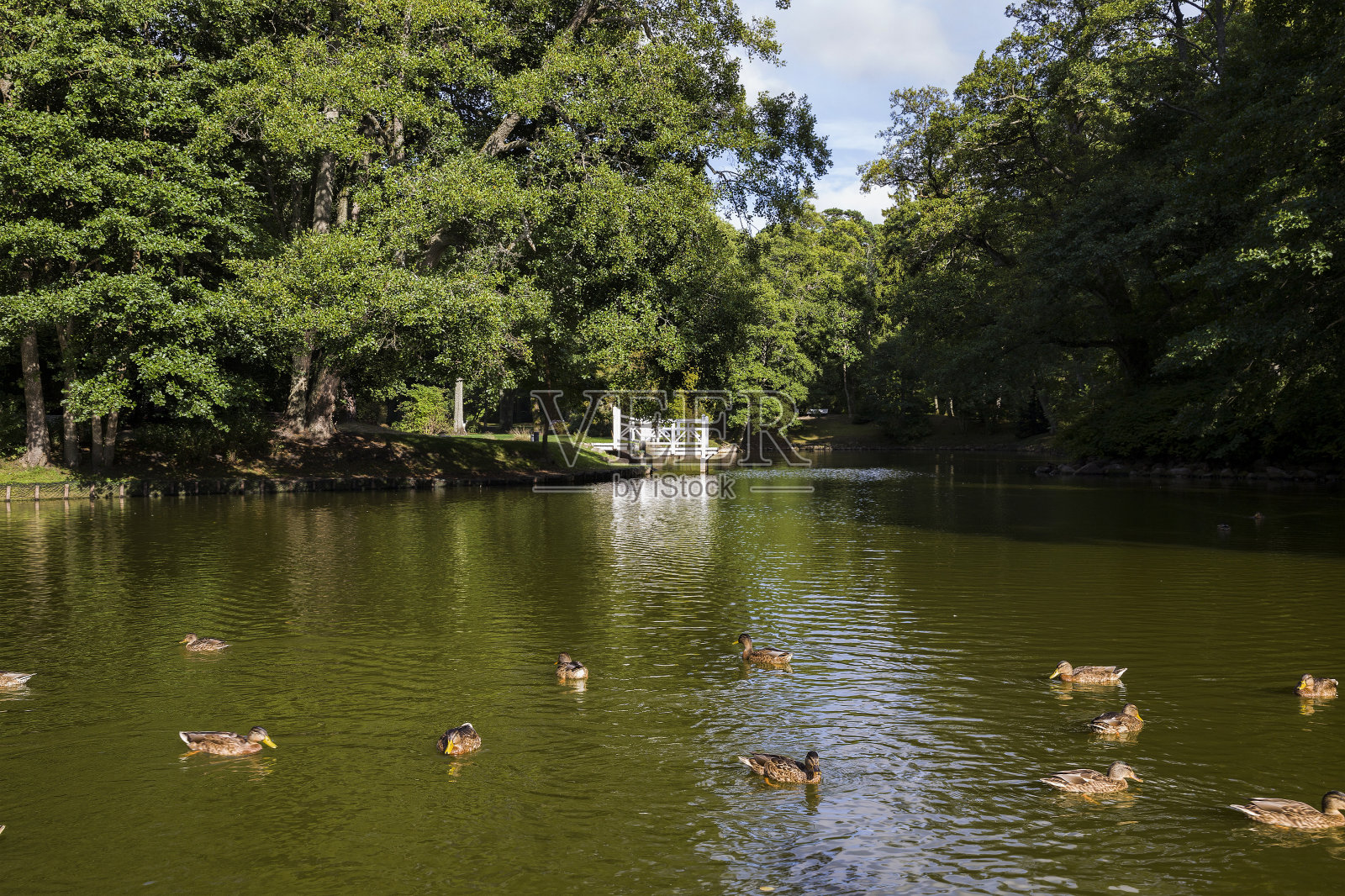 看鸭子照片摄影图片