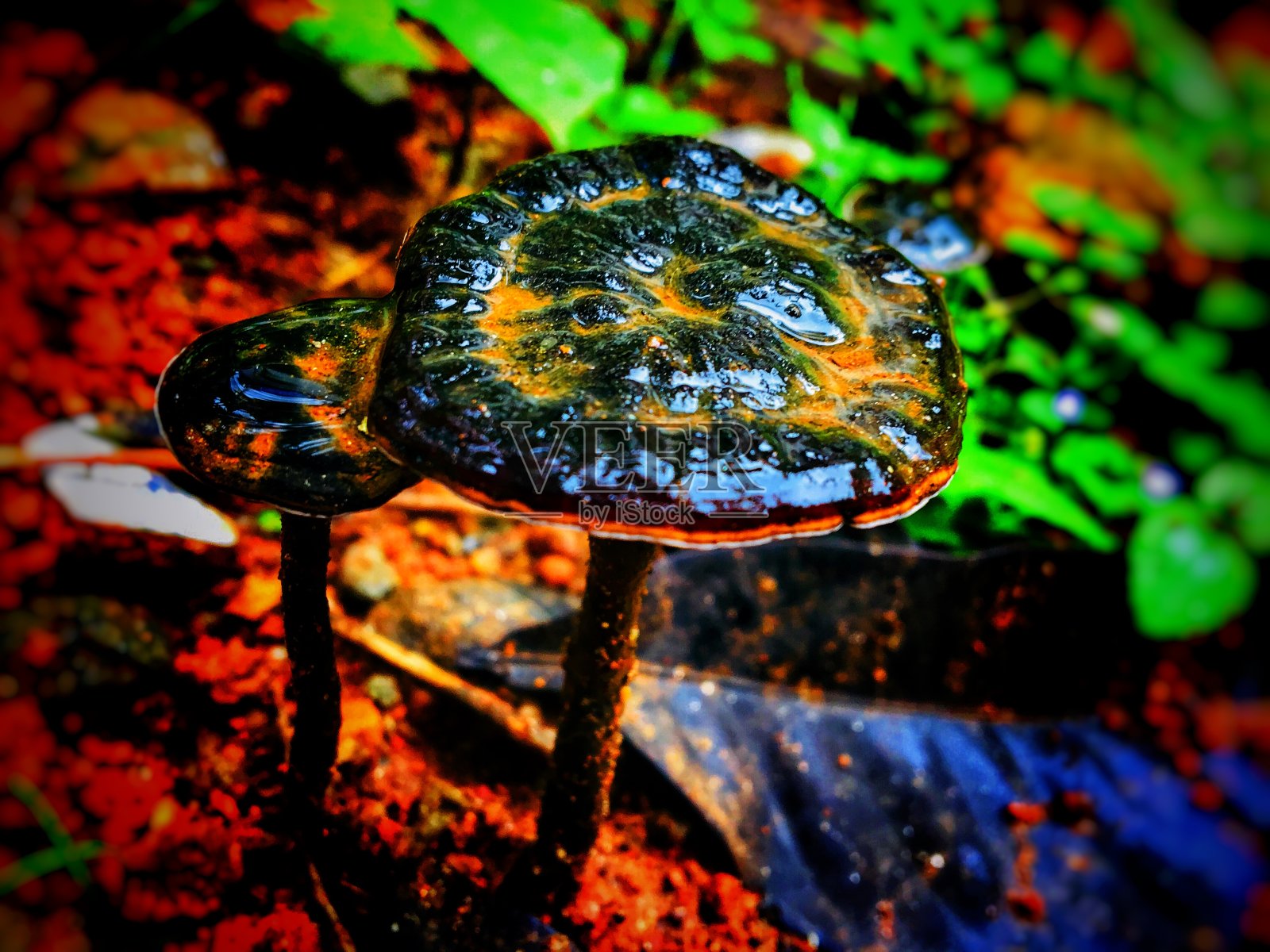 蘑菇照片摄影图片