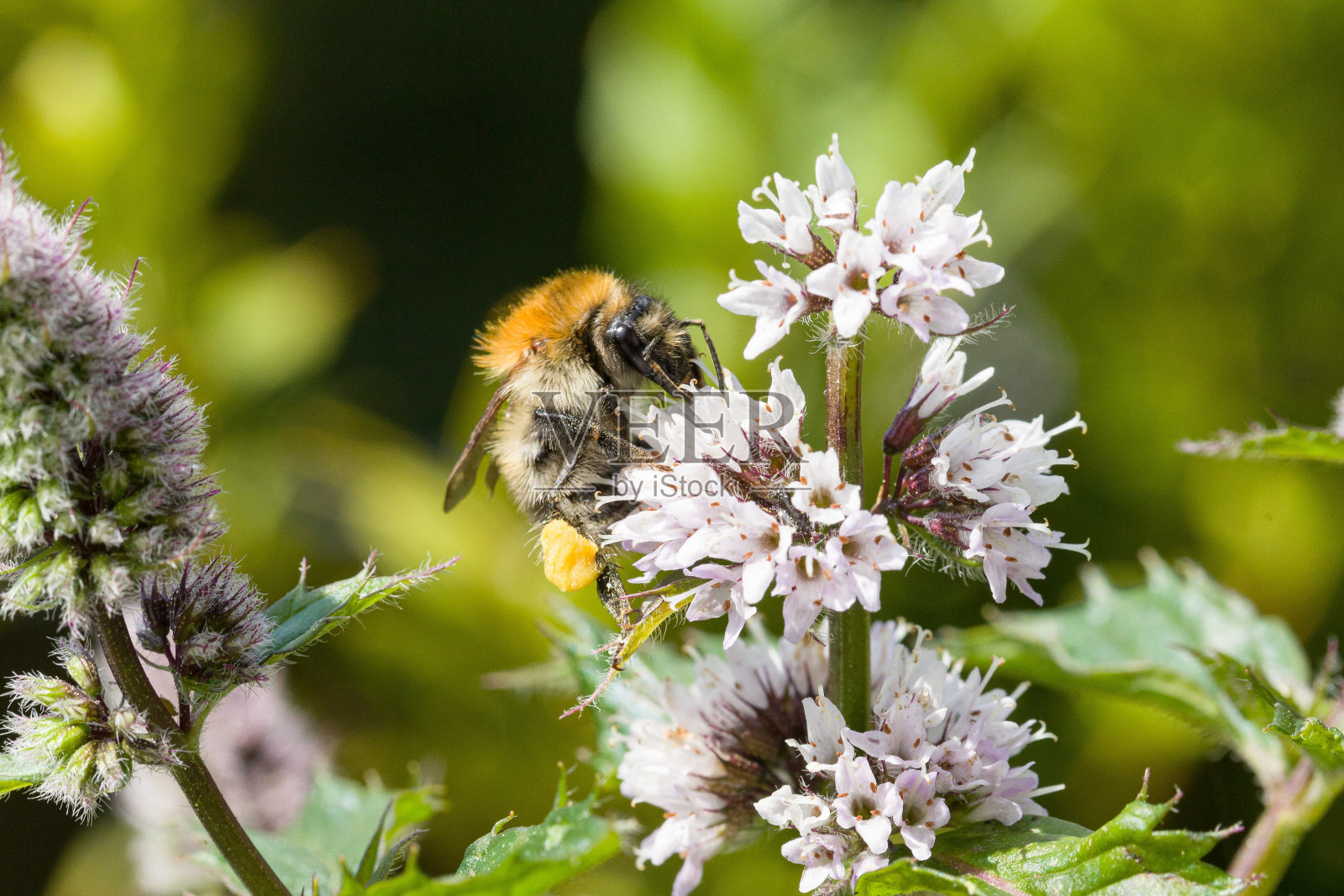 在花期采集花蜜的蜜蜂照片摄影图片