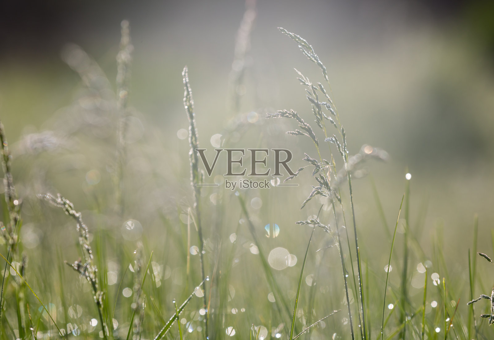 在早晨的草地上有水滴的草照片摄影图片