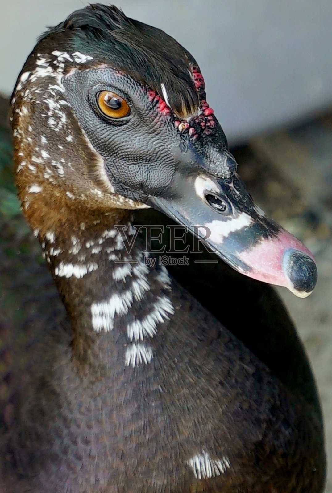 黑鸭脸特写照片摄影图片