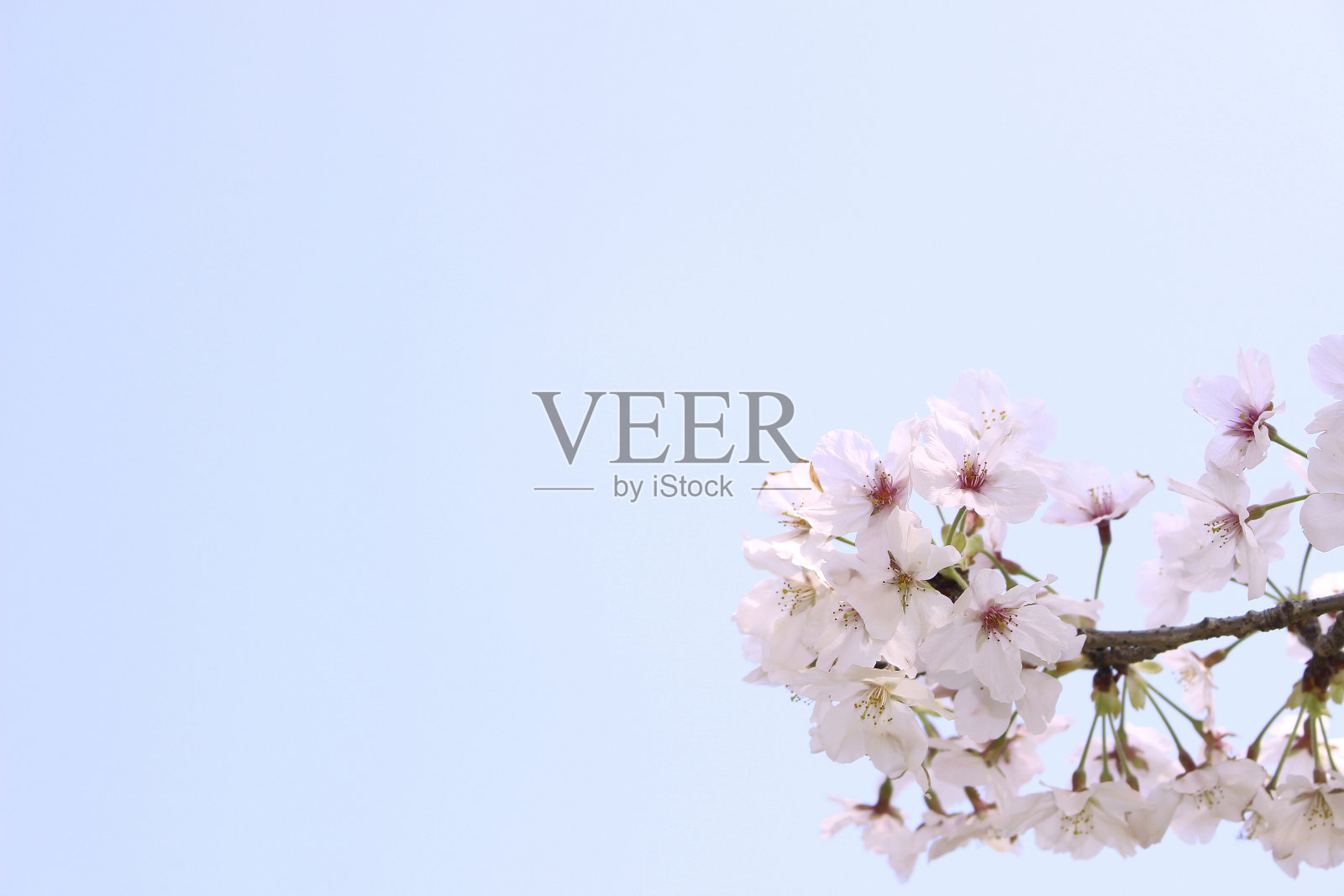 美丽的樱花照片摄影图片