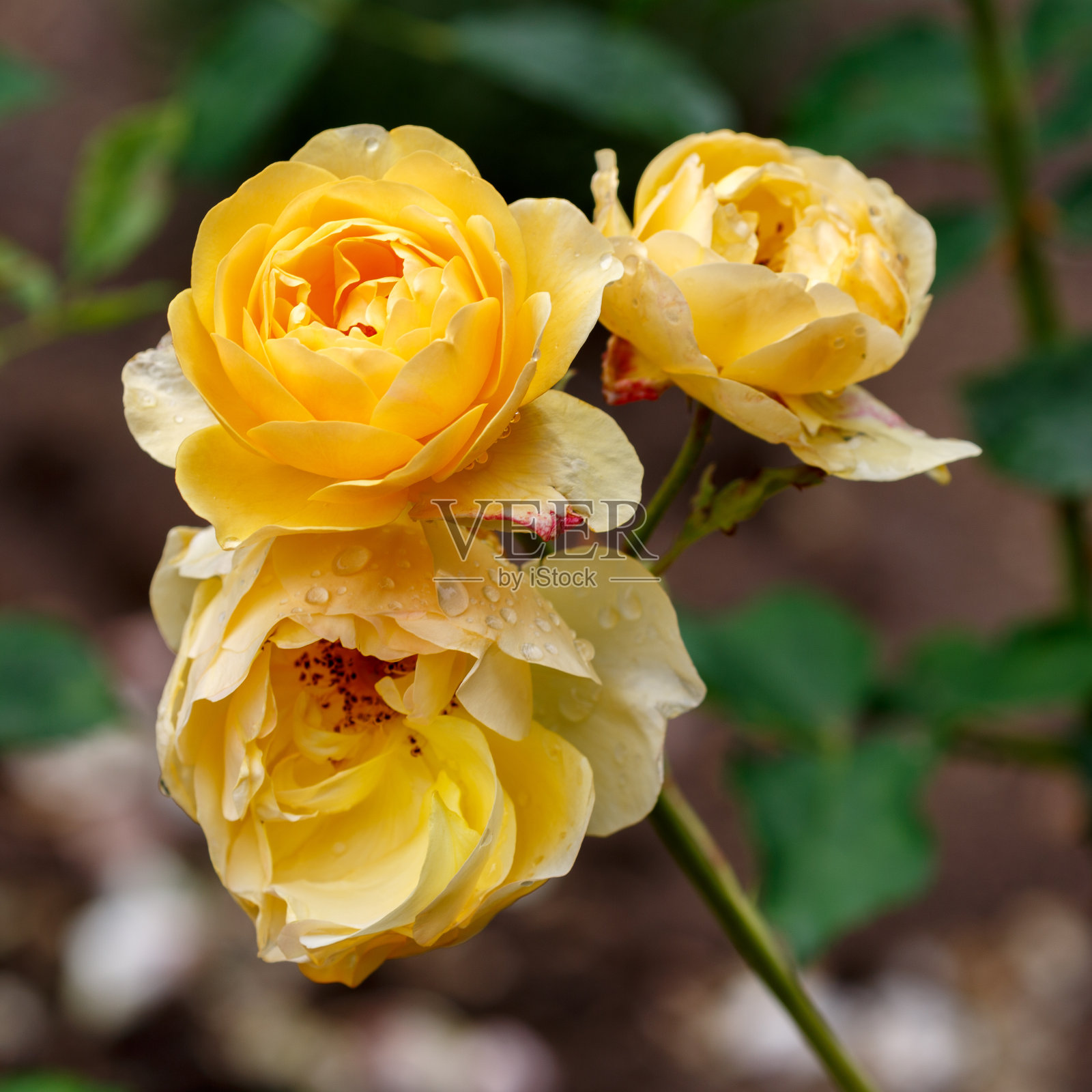 花园里盛开的玫瑰花瓣照片摄影图片