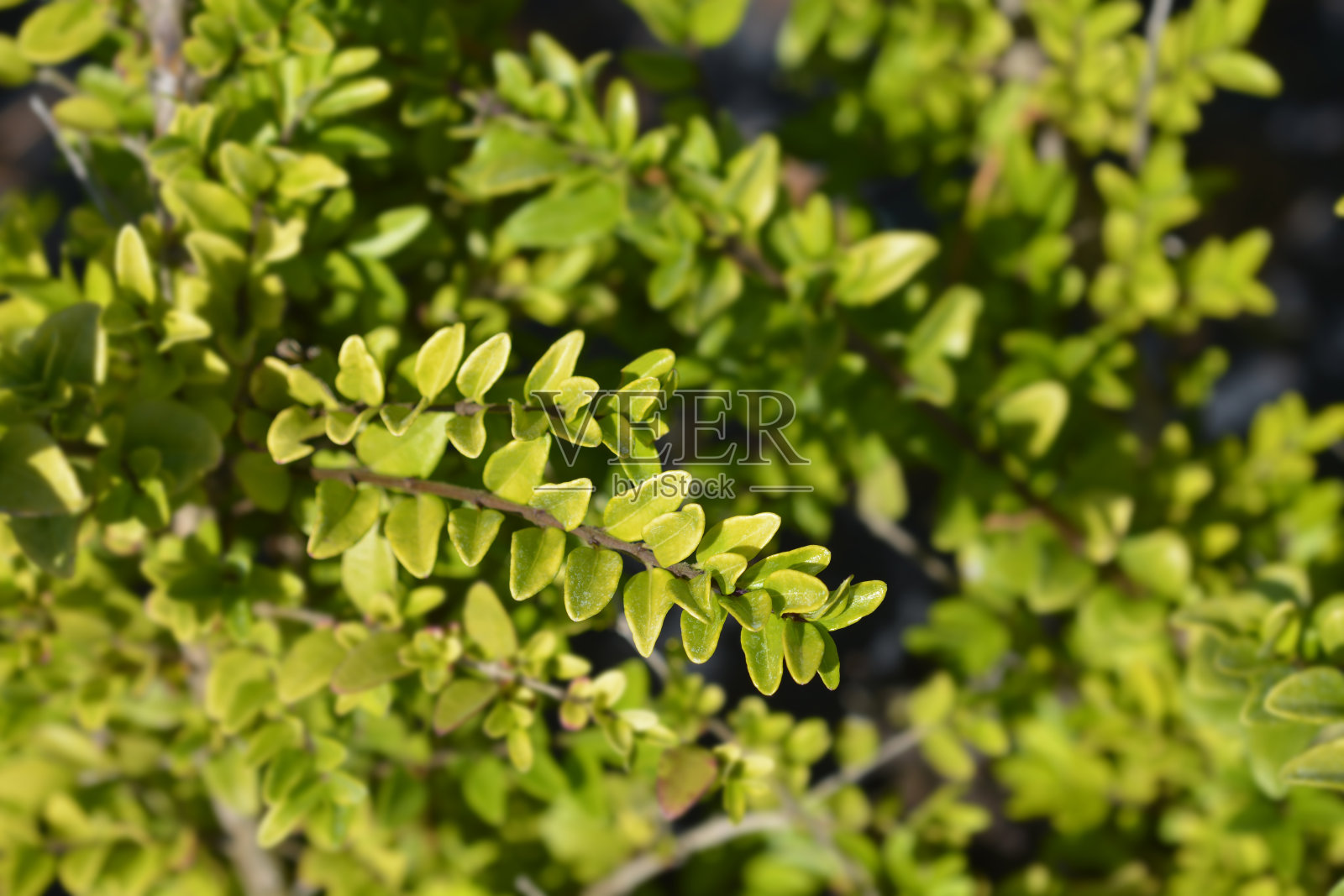 蜜糖梅格伦照片摄影图片