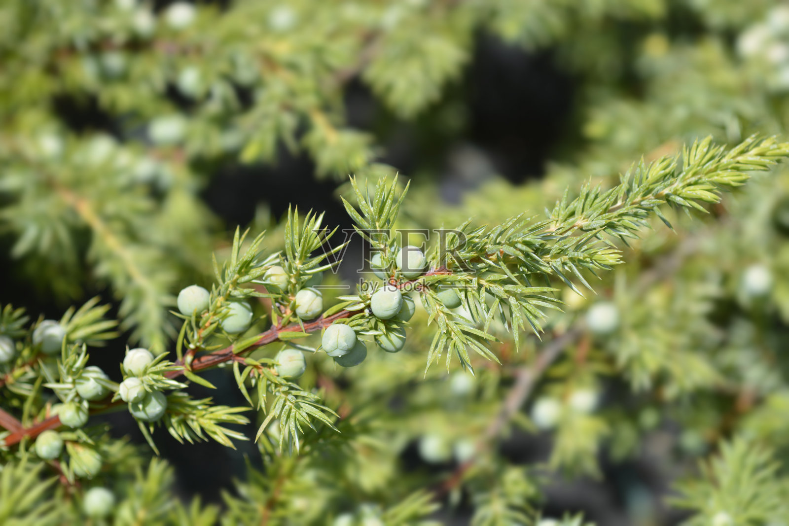 Shore Juniper Schlager分行照片摄影图片