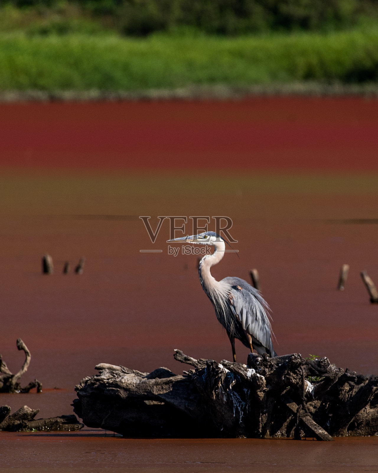大蓝鹭照片摄影图片