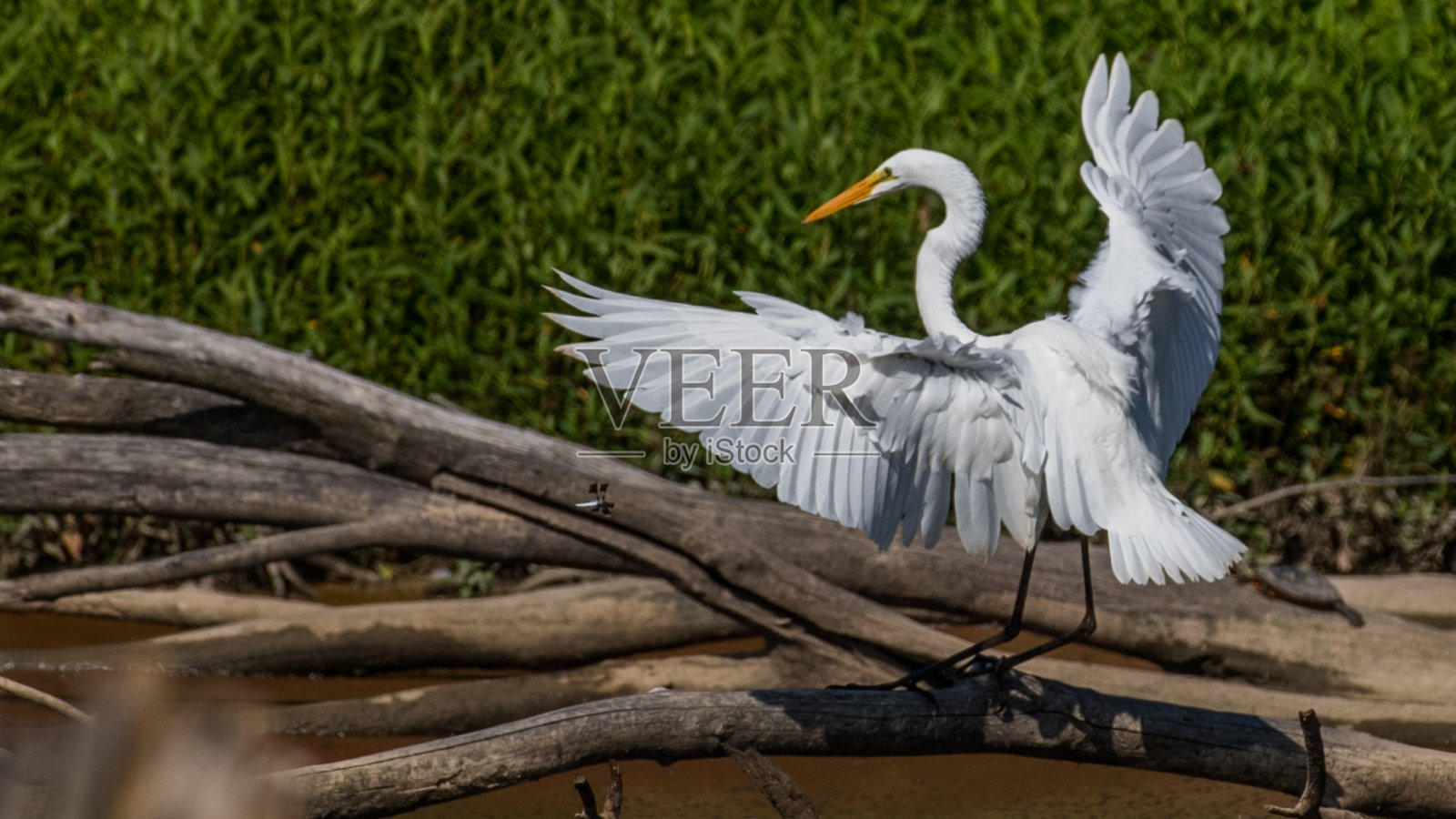 亨特利草地公园的白鹭照片摄影图片