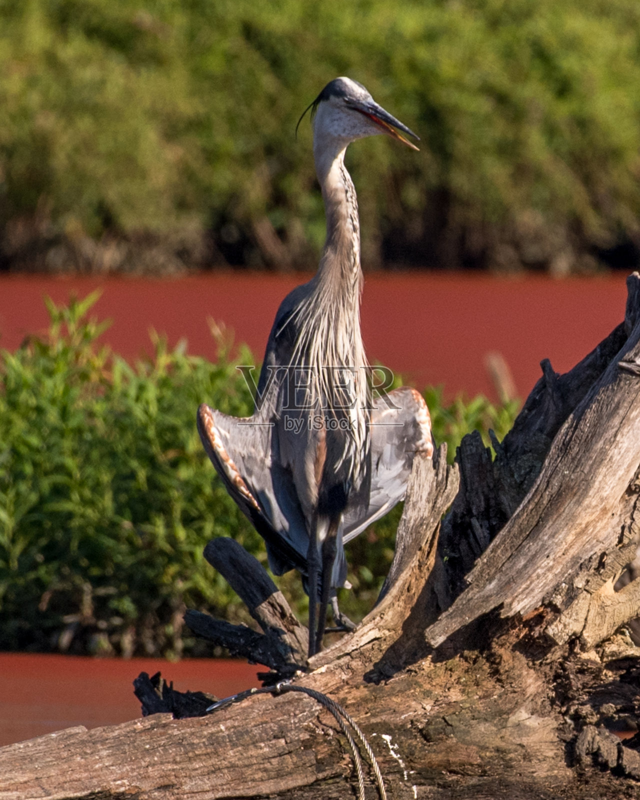 大蓝鹭照片摄影图片