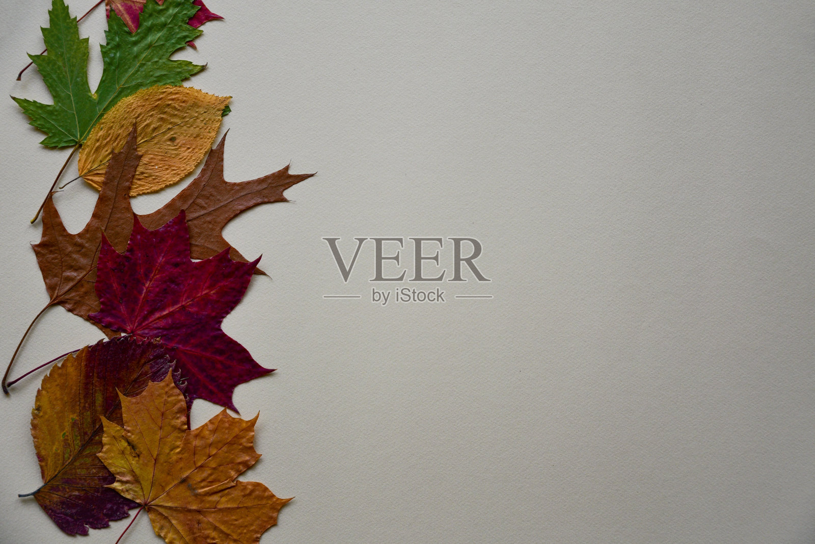 色彩斑斓的秋天枯叶在米黄色的纸背景上。前视图。特写镜头。副本的空间。可以用作感恩节卡片或横幅。照片摄影图片