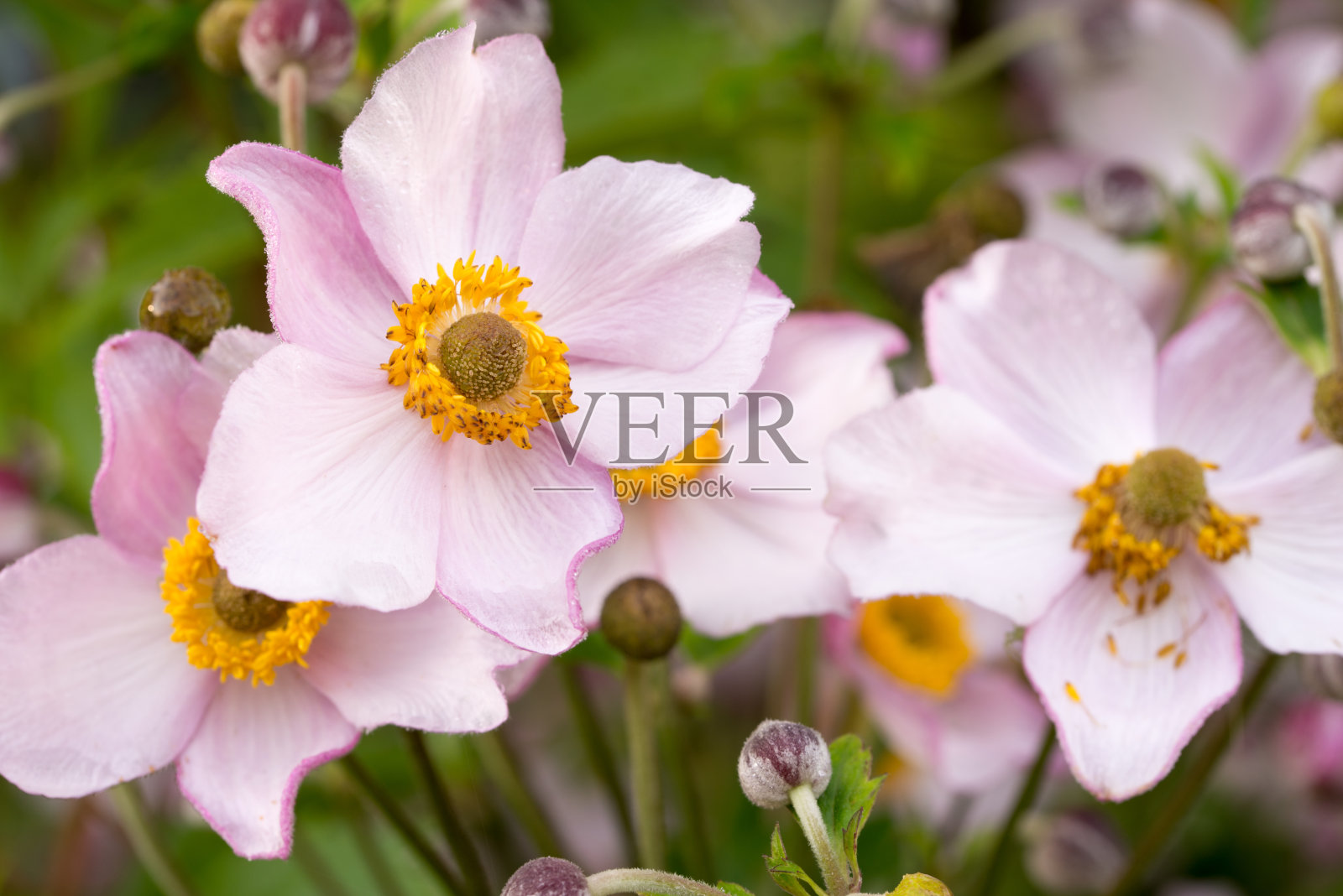 粉红色的花园银莲花照片摄影图片