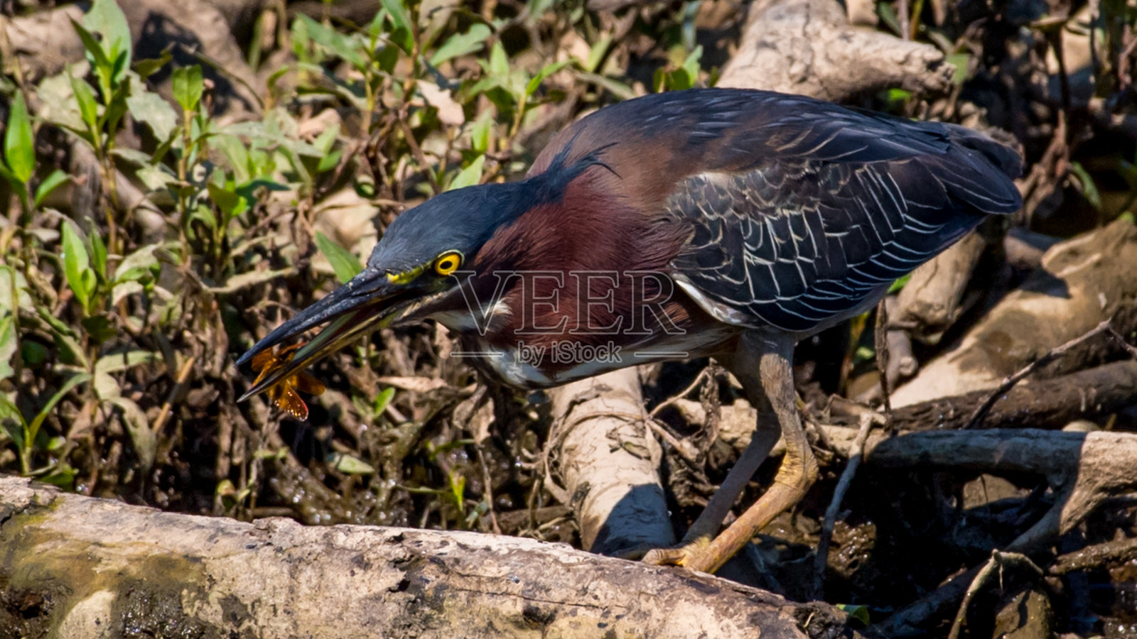 正在觅食的苍鹭鸟照片摄影图片