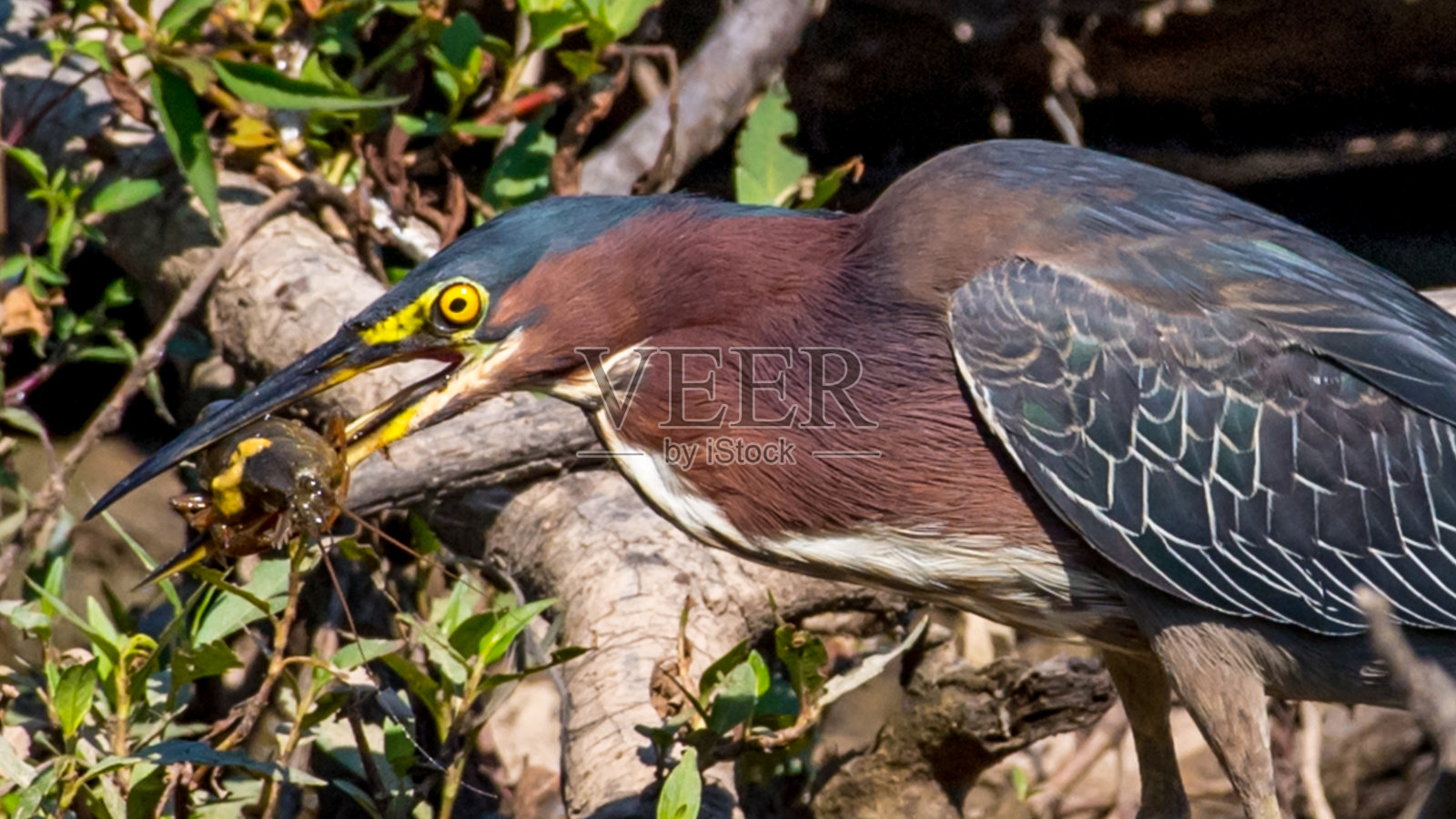 正在觅食的苍鹭鸟照片摄影图片
