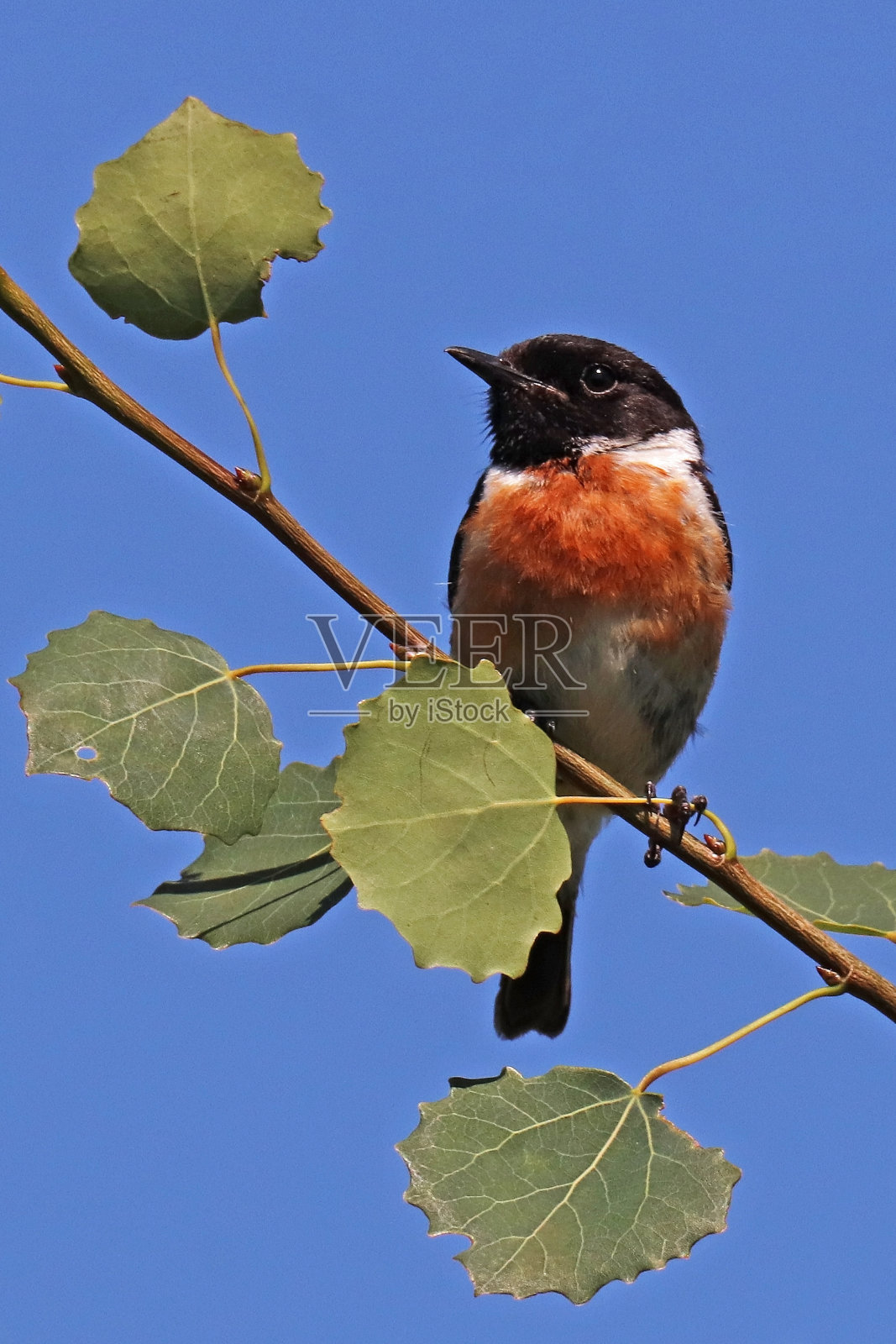 塔里埃·谢泼德。照片摄影图片