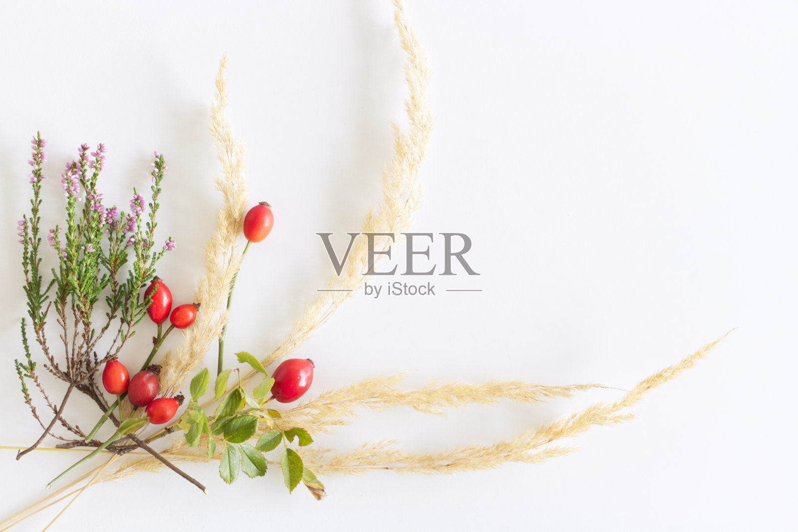 风格的库存图片。秋色阴柔，花香构图。装饰横幅，角落用美丽的玫瑰果、石南草和干草制成。白色背景。平躺，俯视图。照片摄影图片