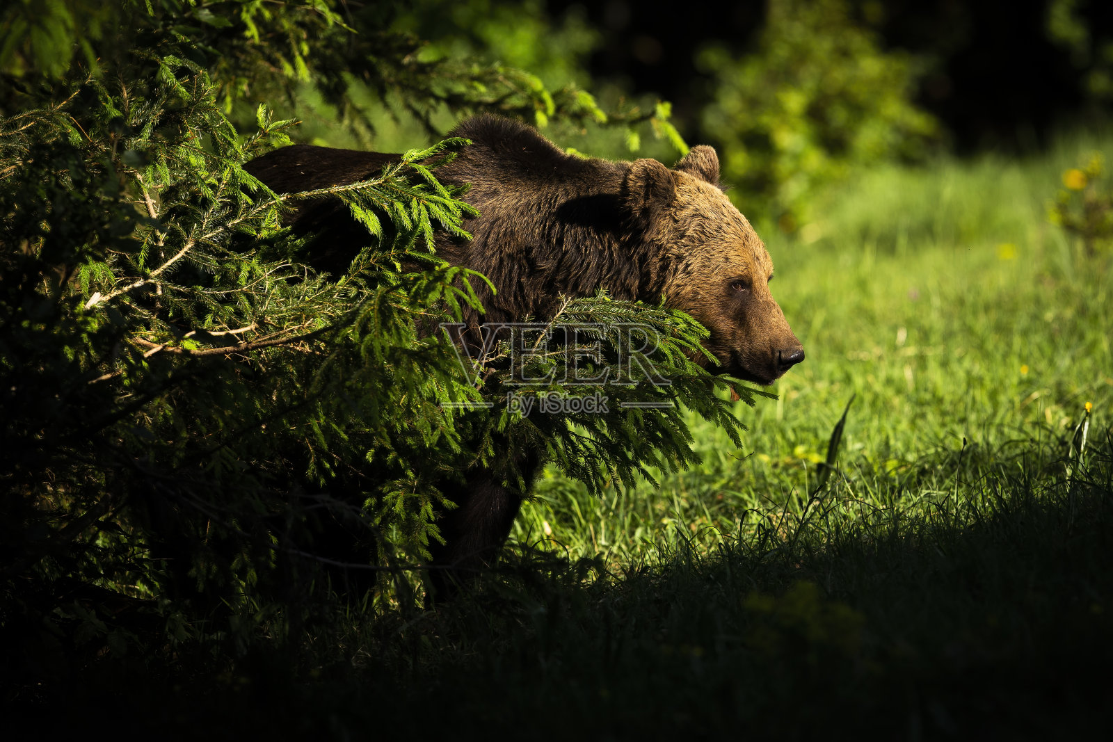 森林里，一只雄性棕熊站在树后。照片摄影图片