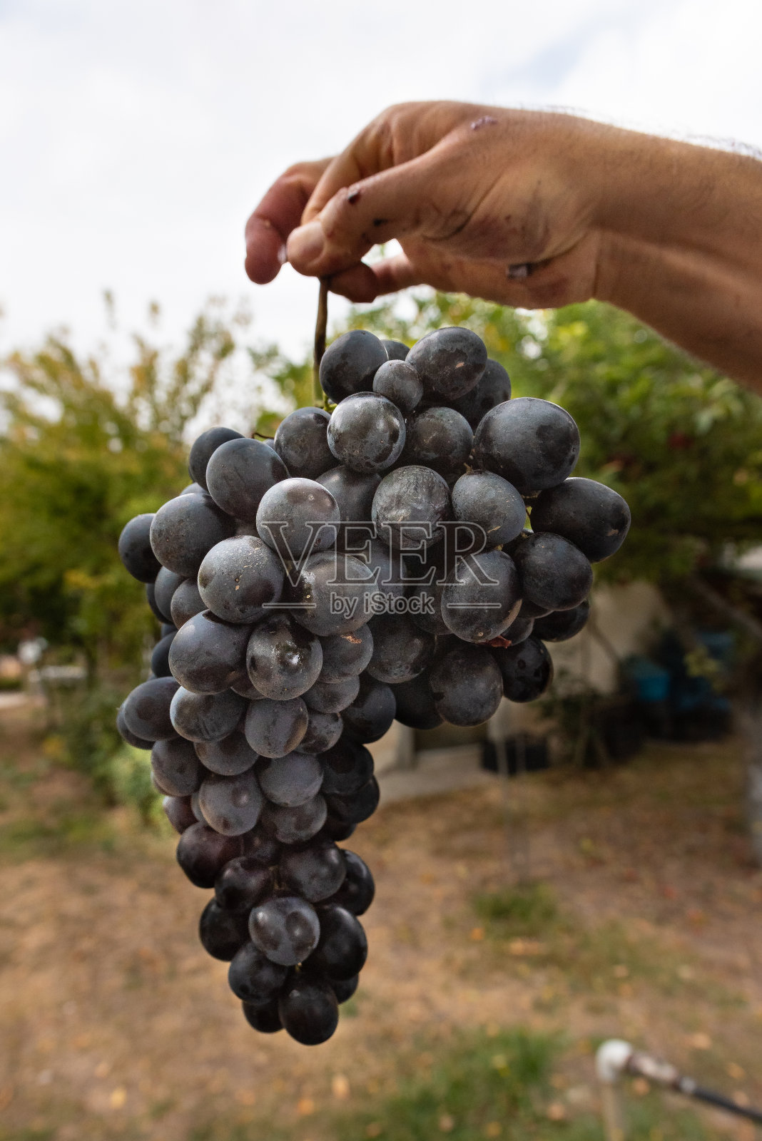 酿酒葡萄照片摄影图片