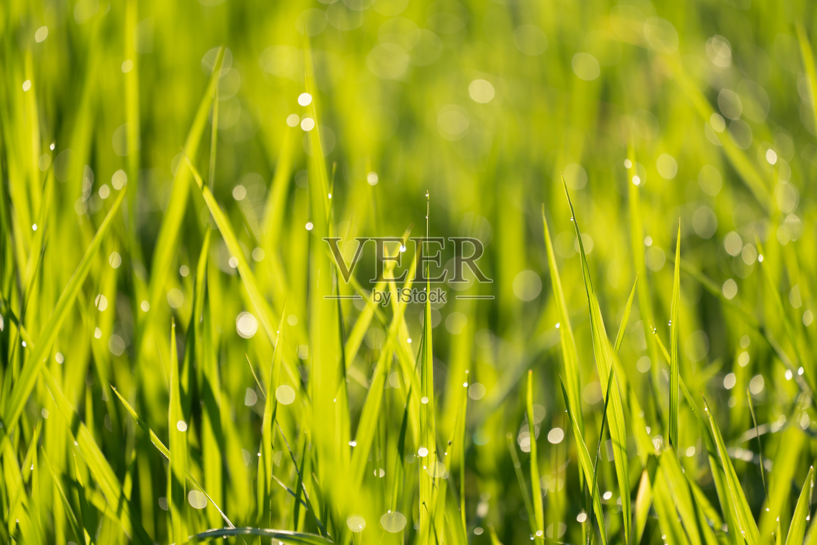 阳光明媚的早晨，乡间绿油油的稻田照片摄影图片