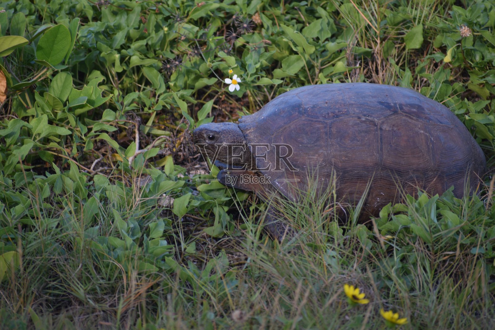 地鼠陆龟照片摄影图片