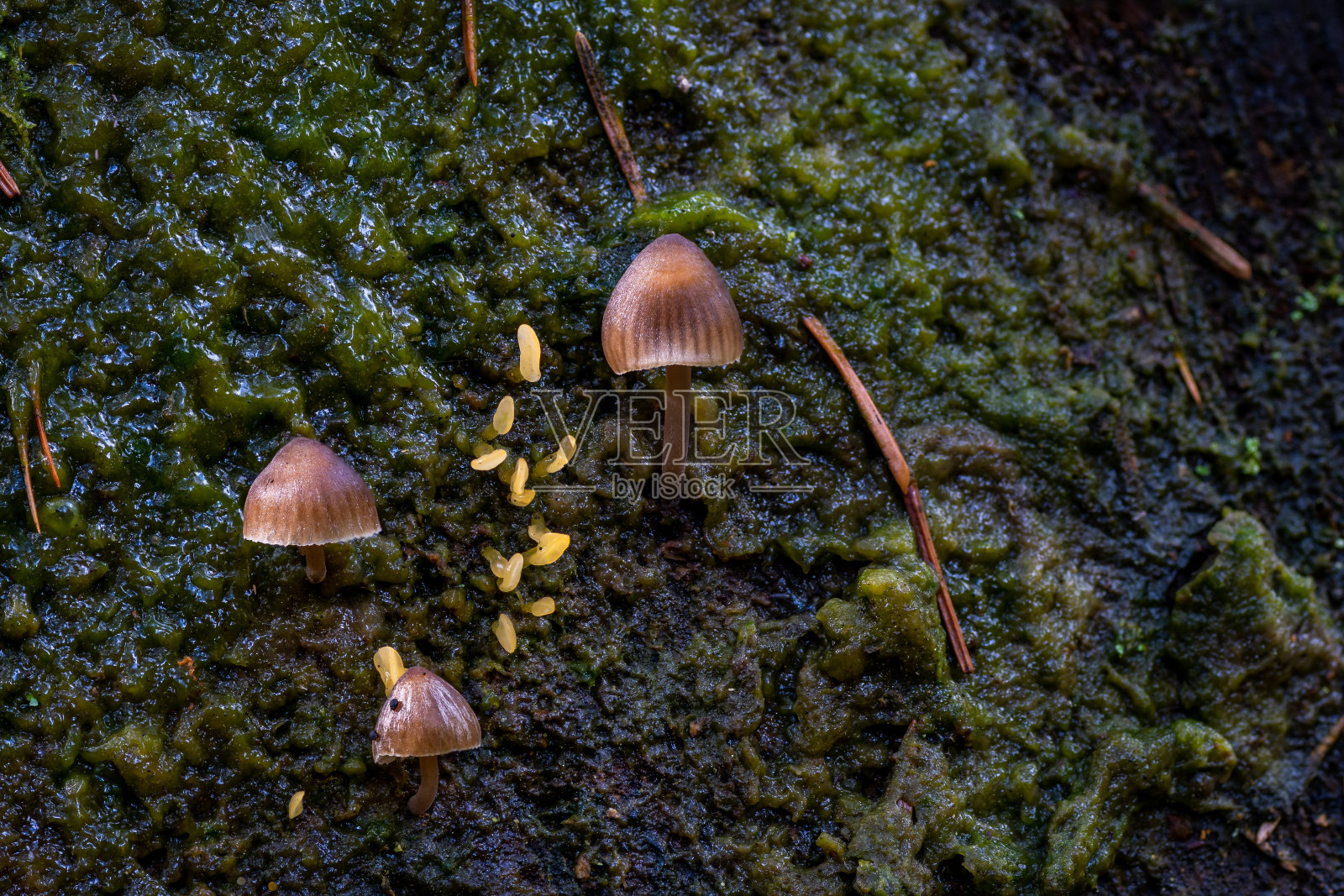 迈塞纳·维斯科萨照片摄影图片