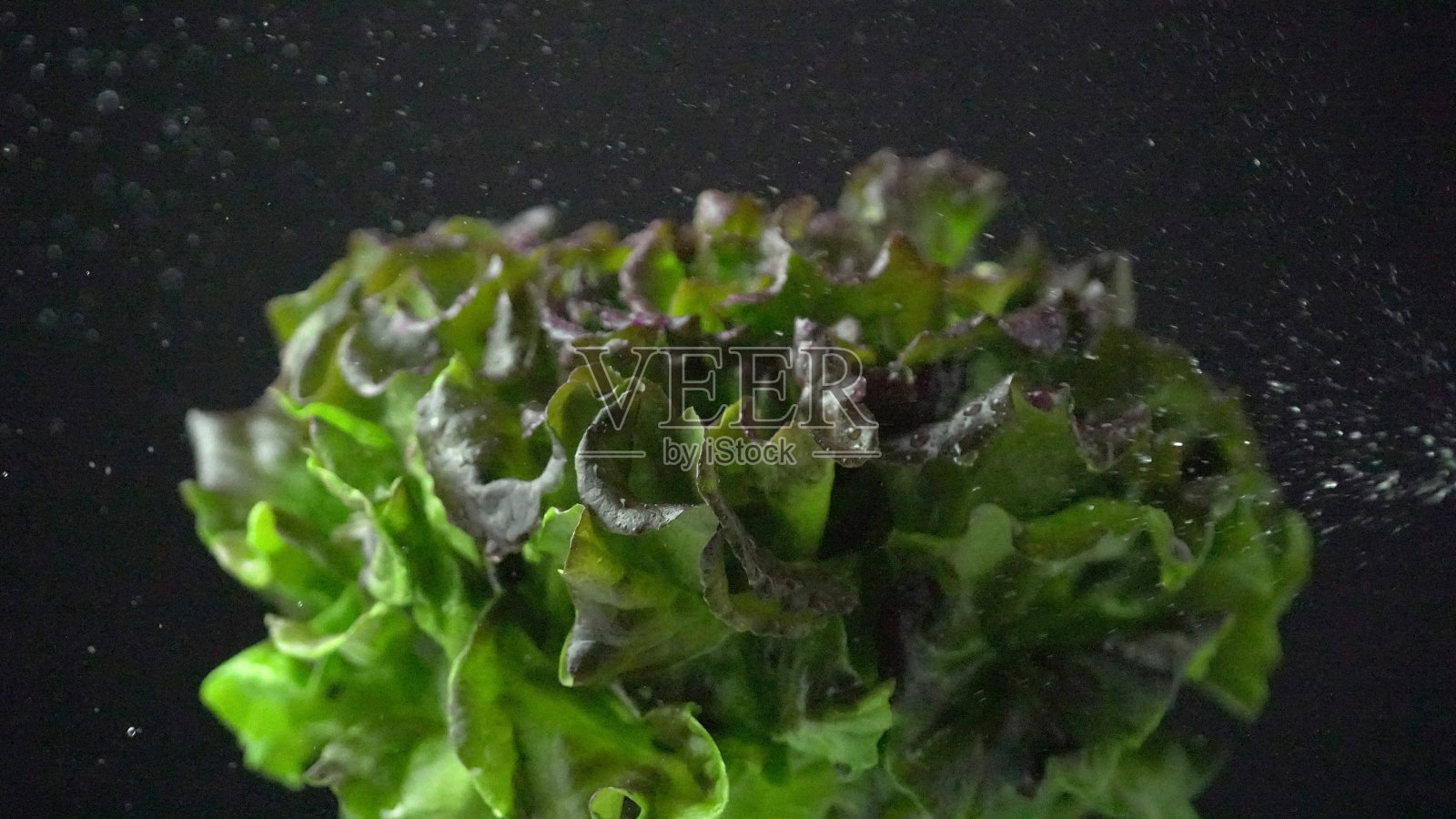 生菜绿、红、古铜色鲜脆，用清水喷洒沙拉。巴达维亚，法国或橡树叶生菜卷心菜在一个黑暗的背景近距离。照片摄影图片