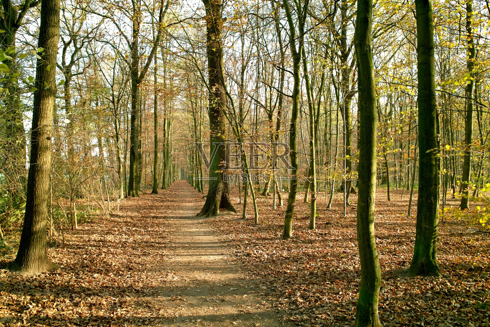德国童话森林照片摄影图片