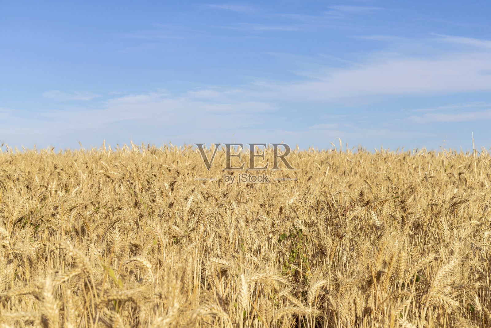 美丽的麦田在蓝天的背景照片摄影图片