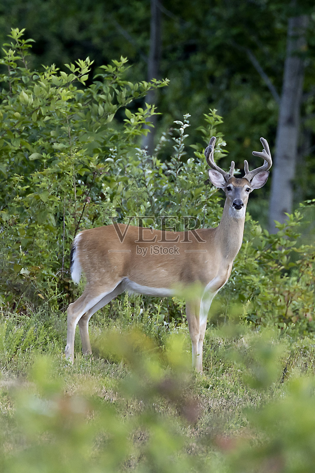 白尾鹿鹿照片摄影图片