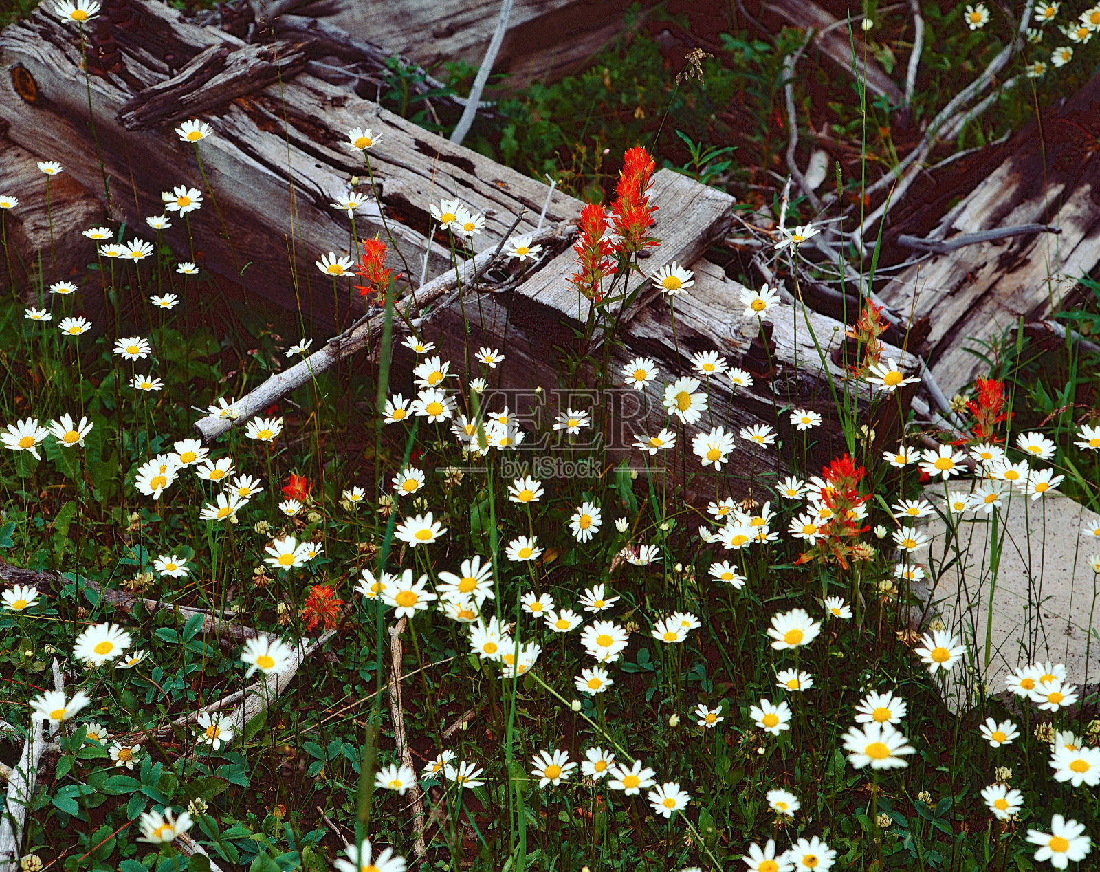 山腰上的印第安漆刷花照片摄影图片