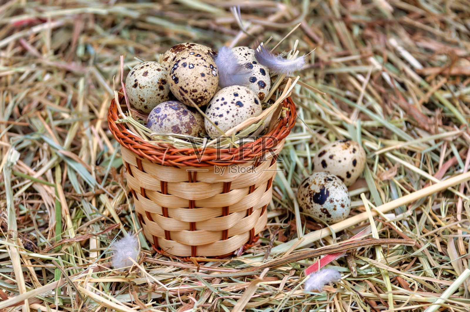 干草里放着鹌鹑蛋的篮子。照片摄影图片