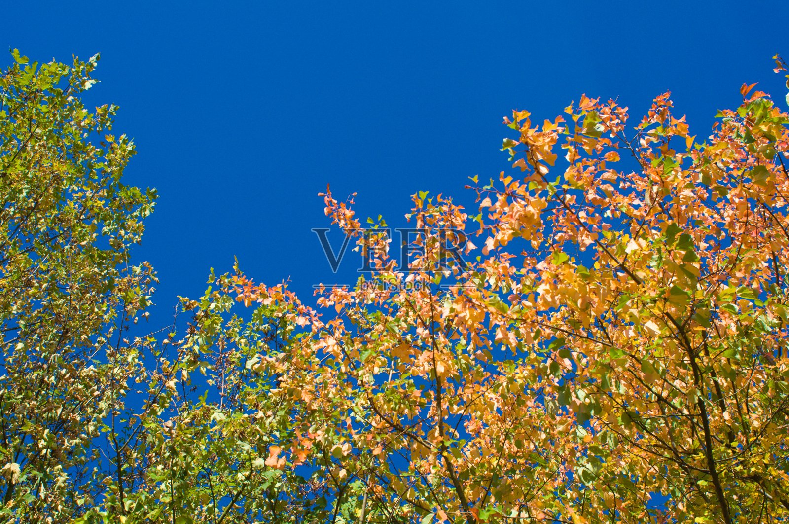 印度夏天照片摄影图片