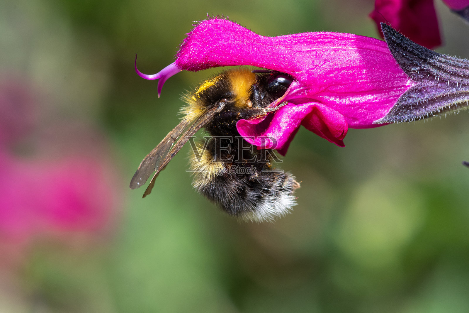 蜜蜂在鼠尾草上照片摄影图片