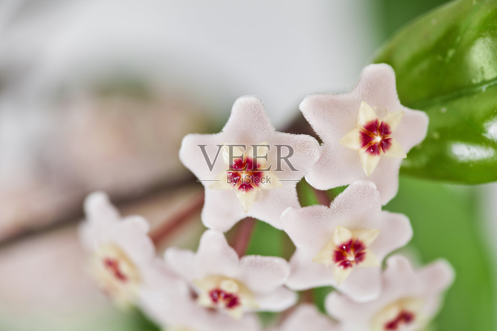 霍亚肉豆蔻蓬松的花照片摄影图片