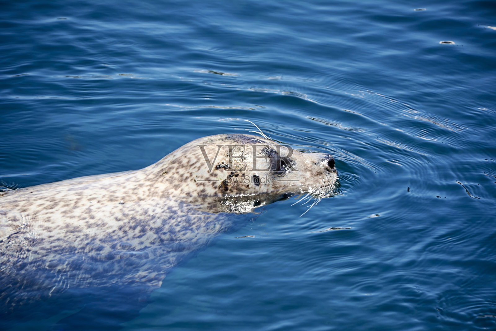 常见的鹅头游过水面照片摄影图片