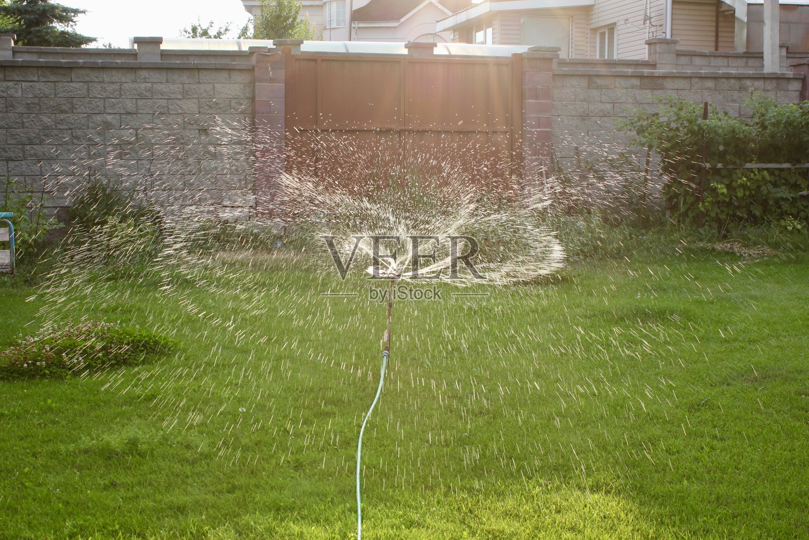 自动草坪洒水器浇灌绿草。自动喷水灭火系统。花园灌溉系统浇灌草坪照片摄影图片