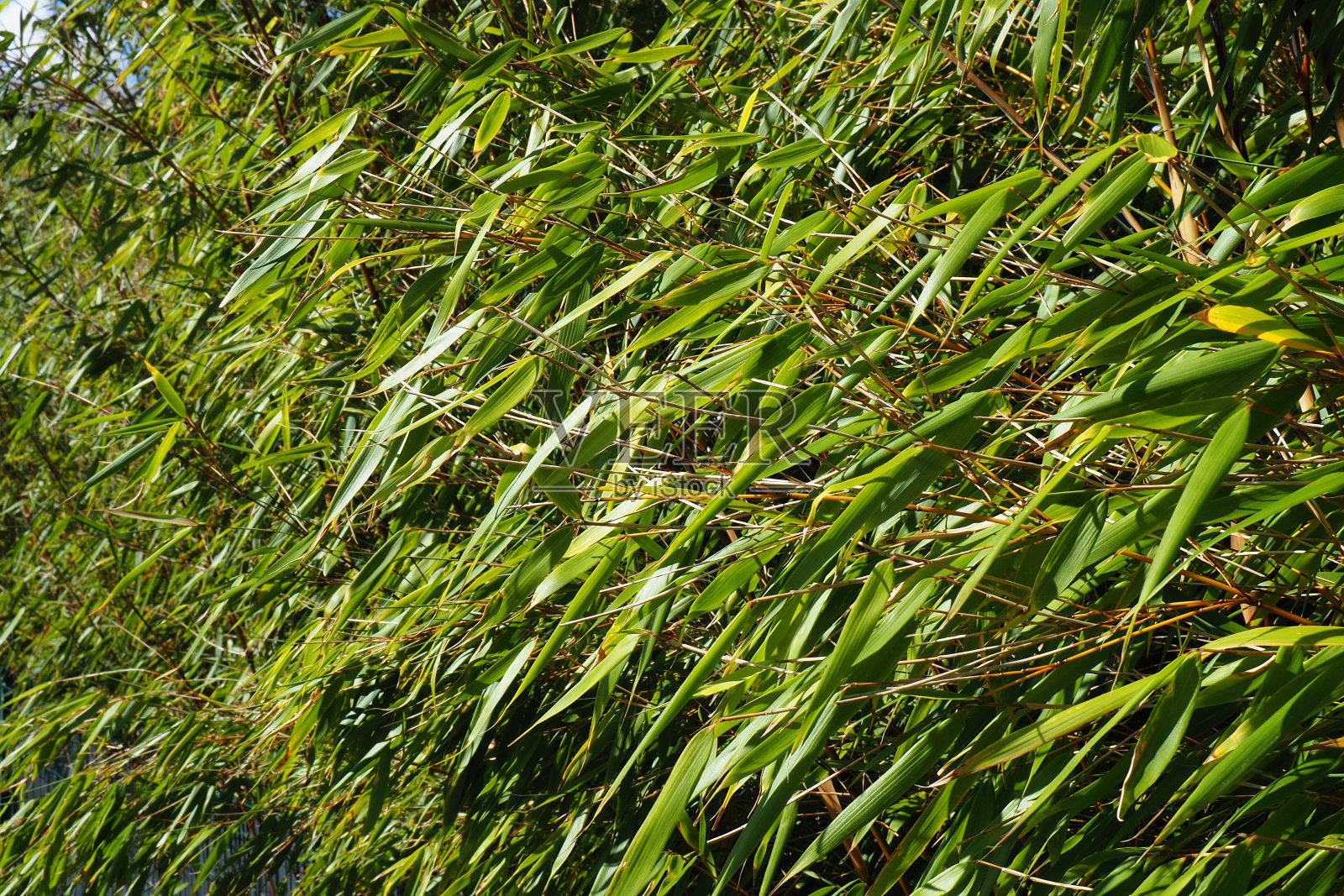 小竹布什照片摄影图片