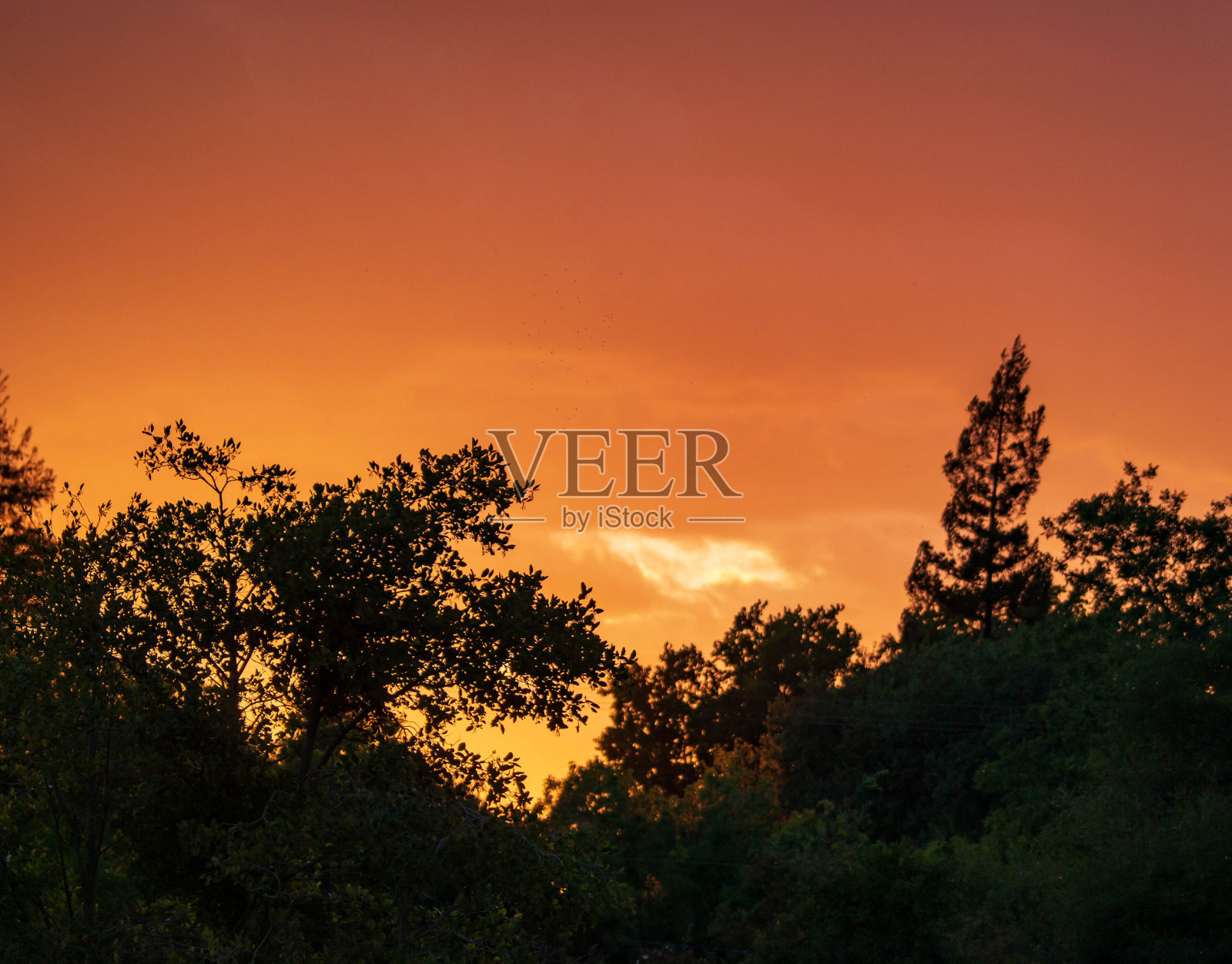 橙色的日落天空在橡树林地中央山谷照片摄影图片