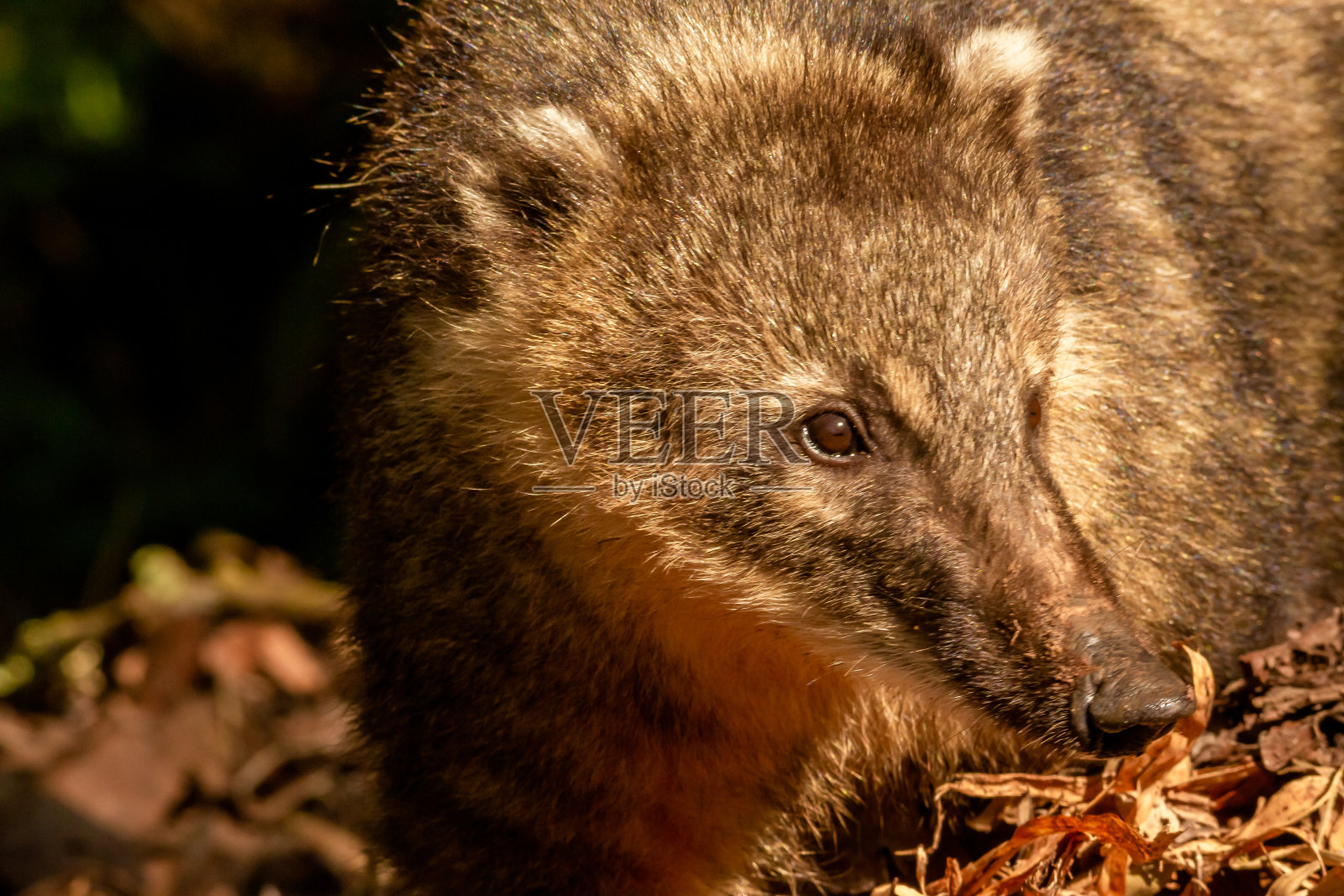 伊瓜苏瀑布的长鼻浣熊特写。照片摄影图片