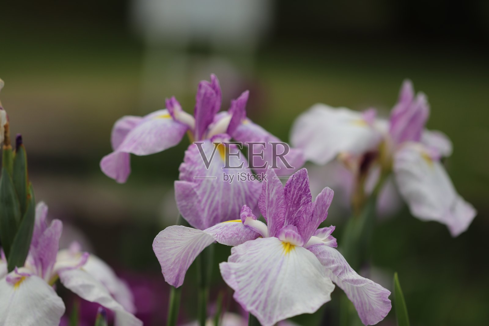 一朵美丽的白色和紫色的花，名叫Iris。照片摄影图片