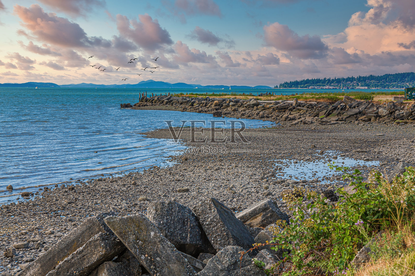 黄昏时贝灵汉湾的岩岸照片摄影图片