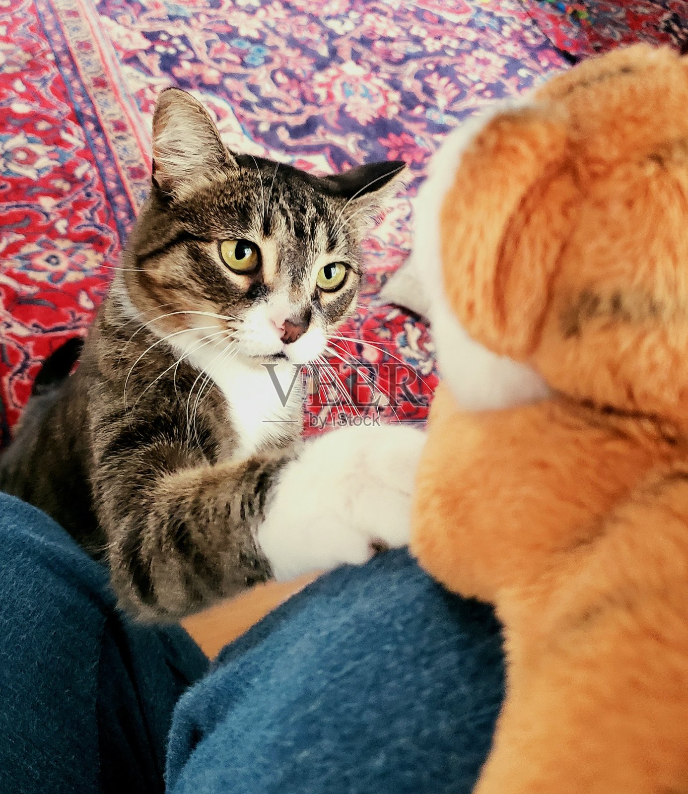 宠物爱1照片摄影图片