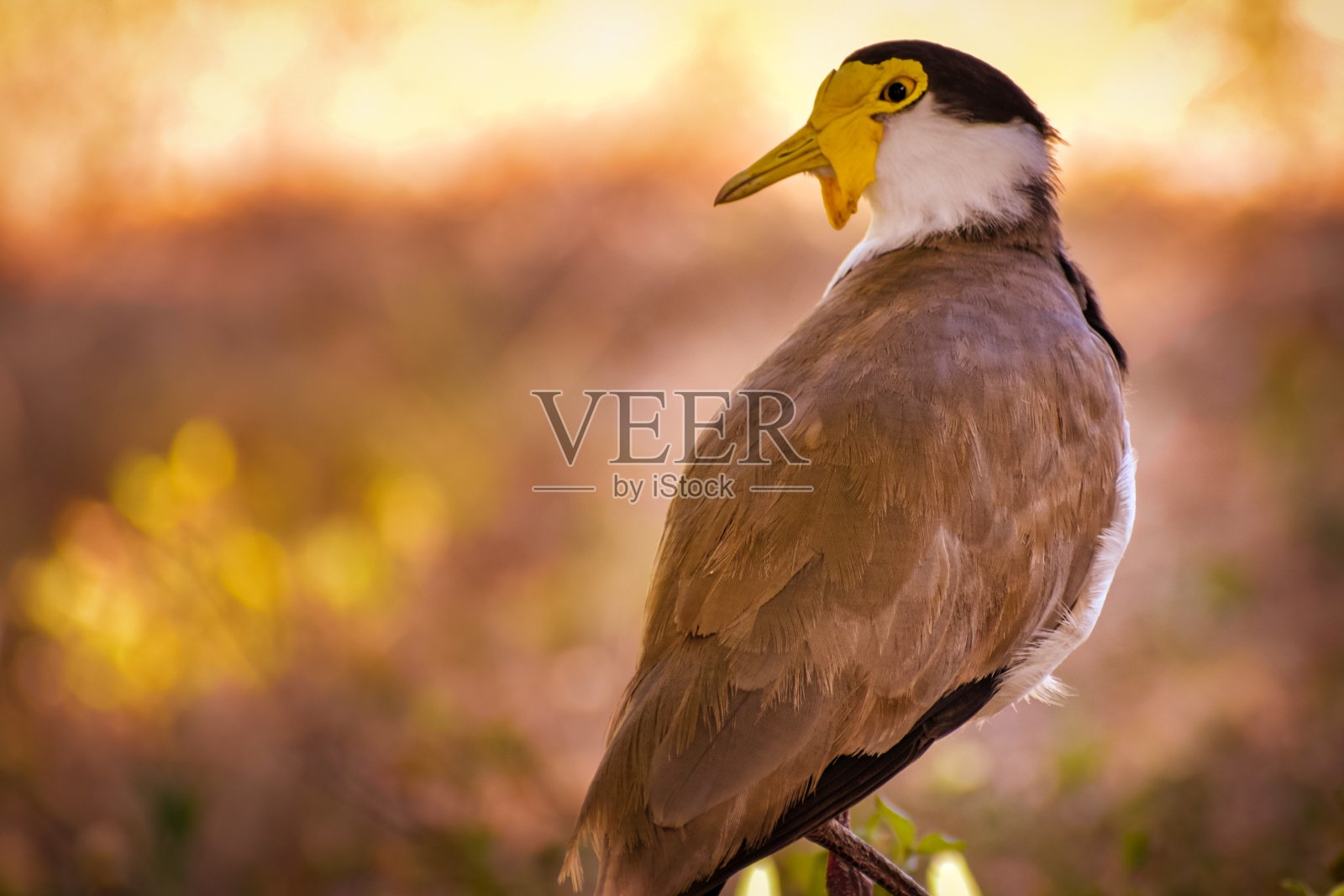 千鸟照片摄影图片