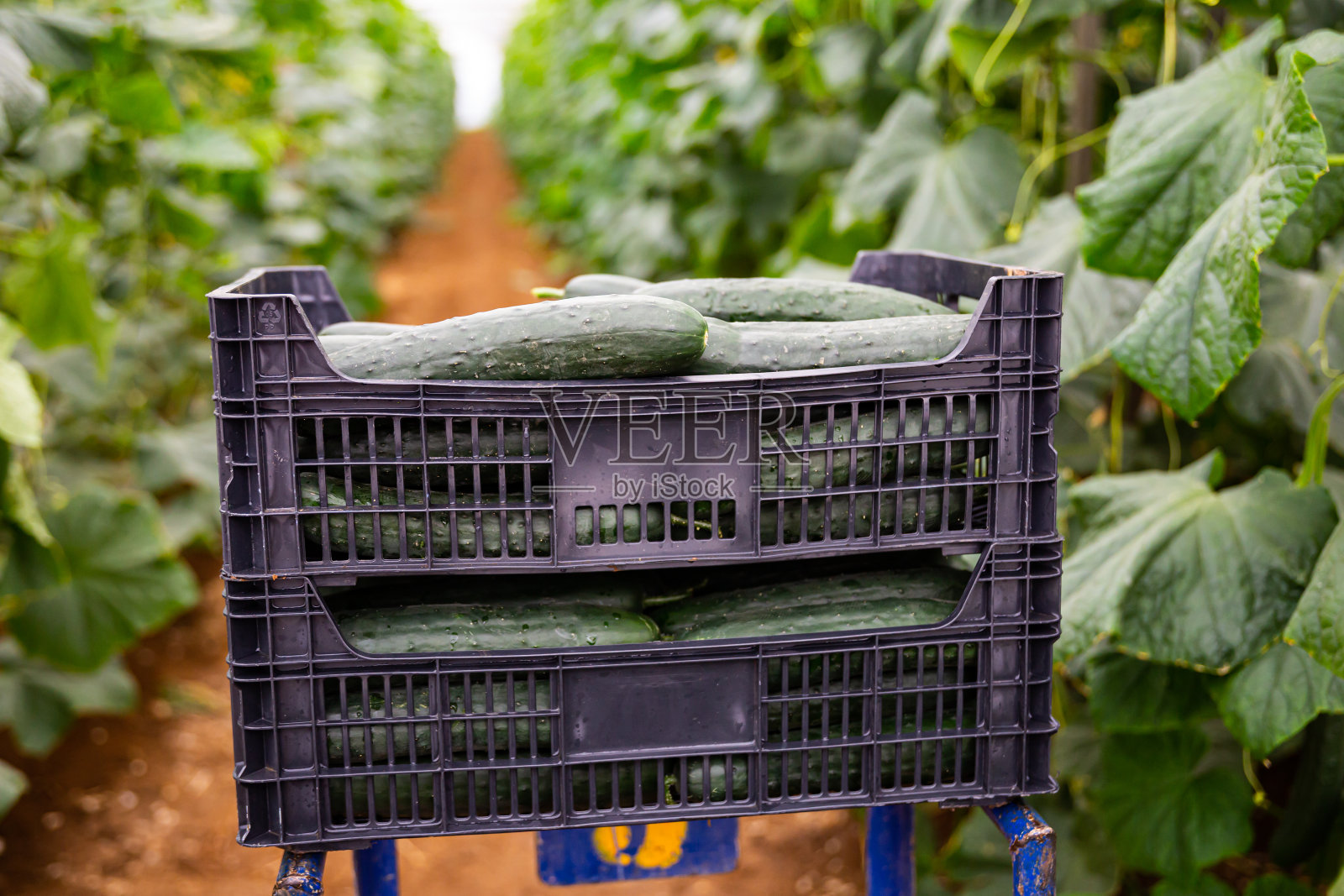 温室里装着新鲜收获的黄瓜的盒子照片摄影图片