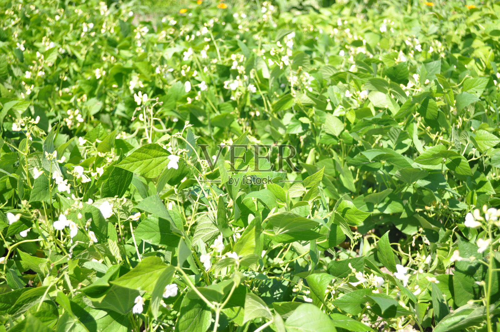 农业。蔬菜的幼苗。在花园里种蔬菜照片摄影图片