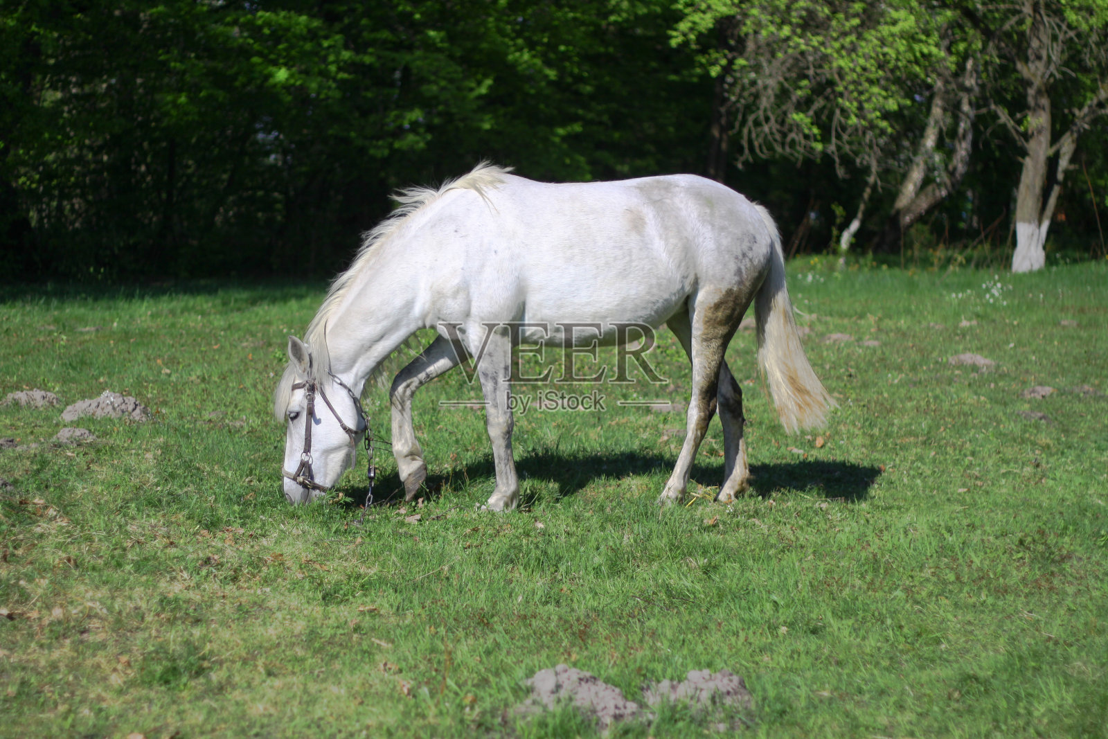 美丽的赛马在村庄的牧场上。森林附近大自然中的马。设计库存背景照片摄影图片