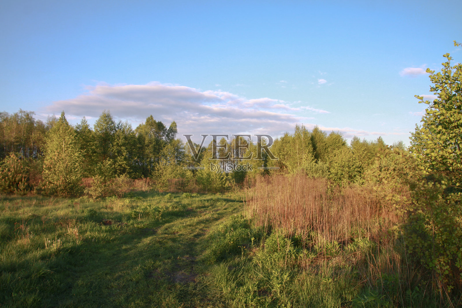 美丽的夏季风景自然乡村。绿草如茵，绿树成荫。设计素材照片照片摄影图片