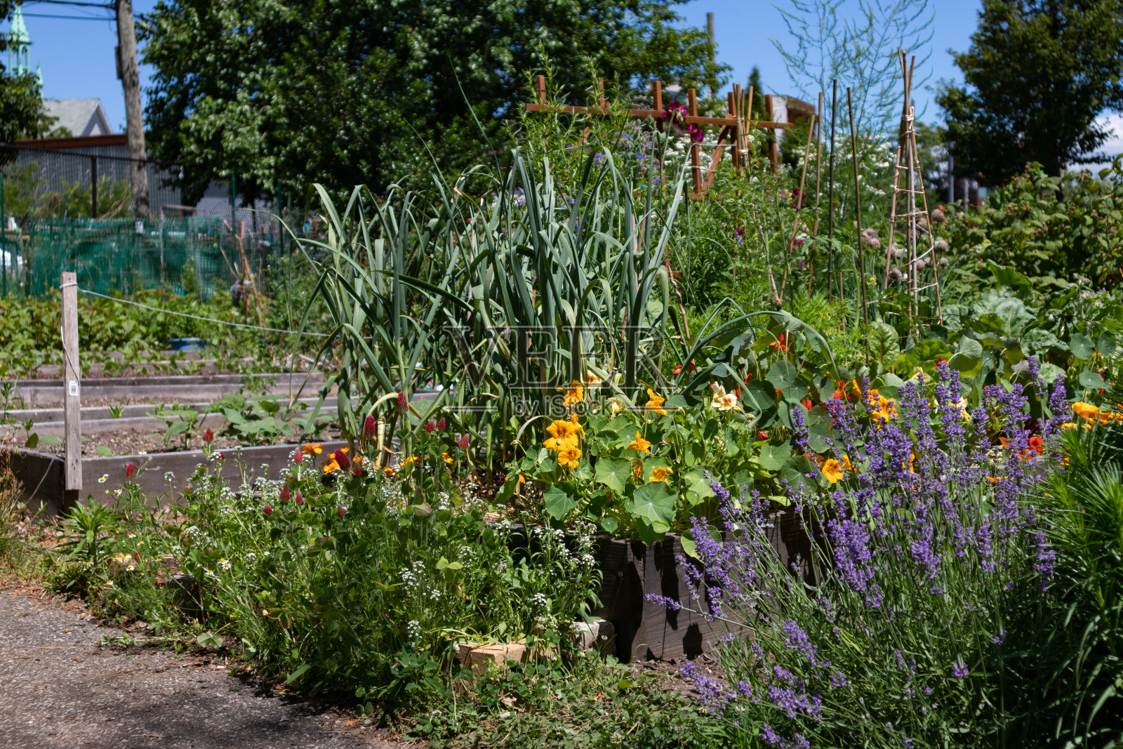 美丽的绿色植物和花在社区花园在阿斯托里亚皇后区纽约在夏季照片摄影图片