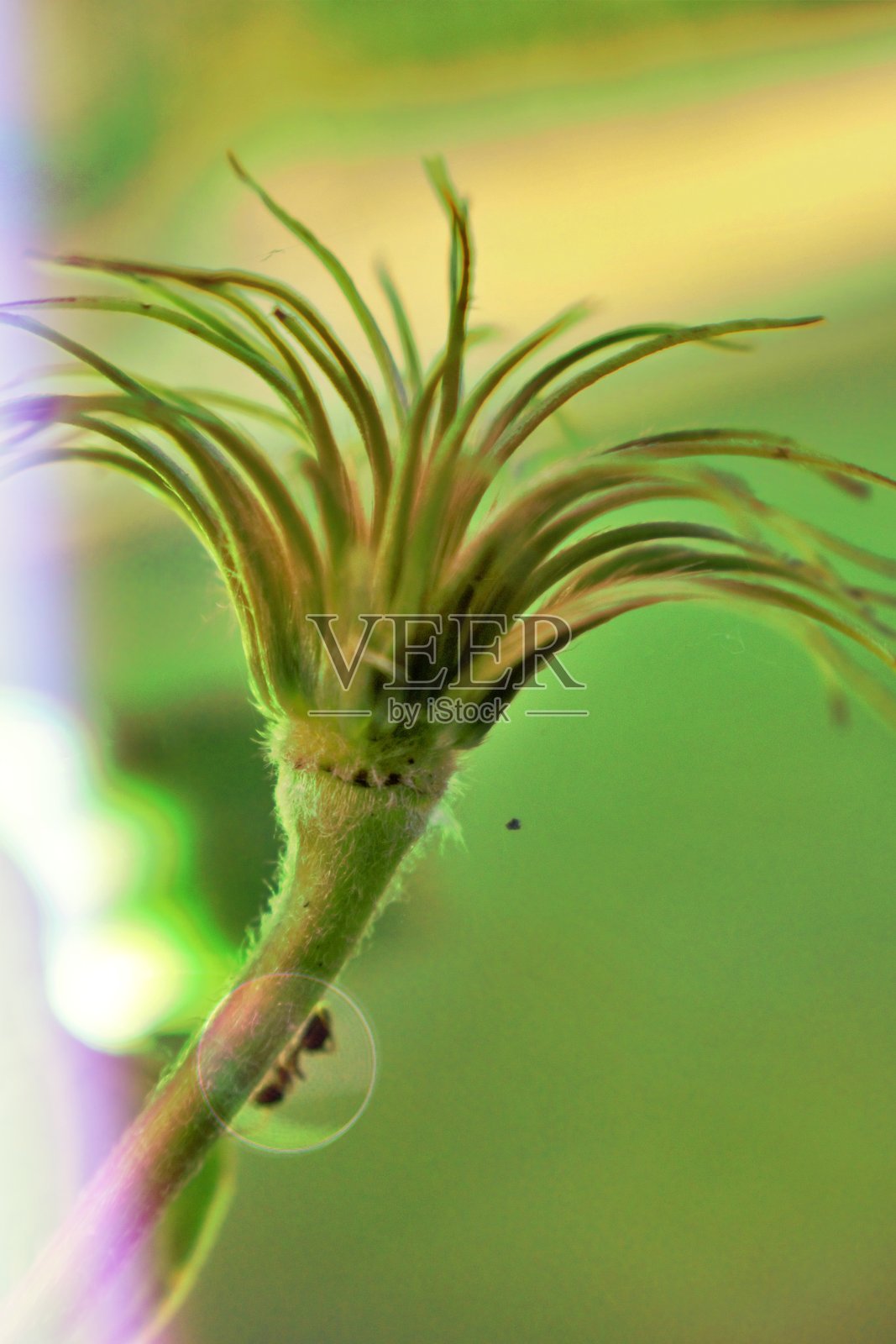 茎上的蚂蚁照片摄影图片