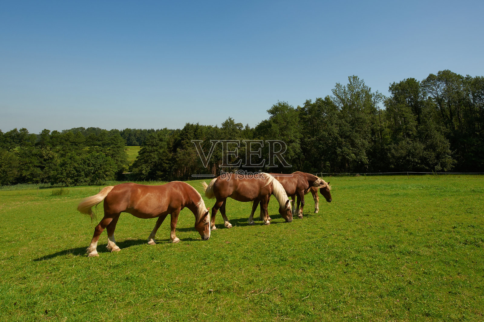 德国修剪整齐的草地照片摄影图片