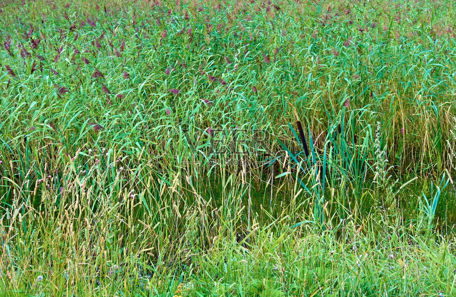 有芦苇的沼泽景观照片摄影图片